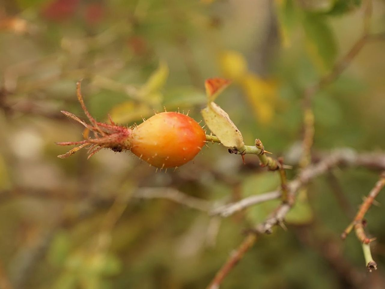Guava Fresh